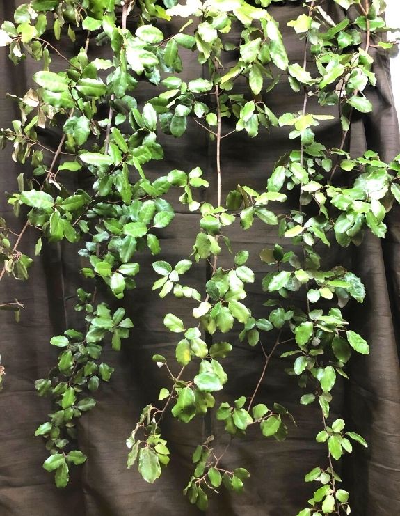Elaeagnus-Vines-southern-smilax